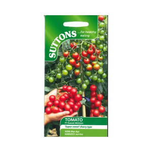 Sutton Seeds Tomato F1 Sweet Million, Greenhouse or Sunny Patio, Easy to Grow, High Yielding, Cherry Type