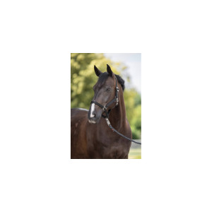 Kantar dla konia Hippo, czarny, Covalliero, Rozmiar - Foal