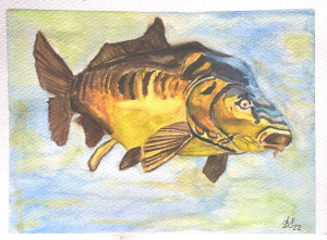 Karp lustrzeń, akwarela form 18x24 cm