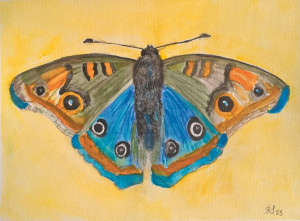 Motyl 1, akwarela 24x32 cm