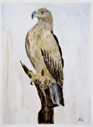 Orzeł przedni , akwarela. format 24x32 cm