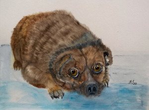 Szczeniak, akwarela. format 32x24 cm.