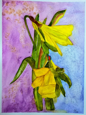 żonkile 1, akwarela.format 24x32 cm.