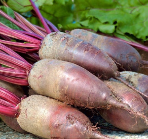Biopon - nasiona burak ćwikłowy typ opolski 15g
