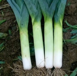 Biopon - nasiona por typ varna 1g