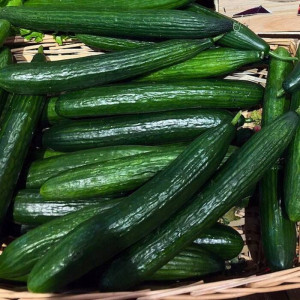 Biopon - nasiona ogórek na sałatki mizerie 2g