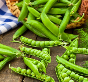 Biopon - nasiona groch siewny łuskowy cud kelvedonu 40g