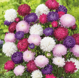 Biopon - nasiona aster piwoniowy mix kolorów 1g