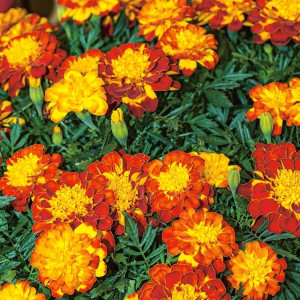 Biopon - nasiona aksamitka wysoka mix kolorów 1g