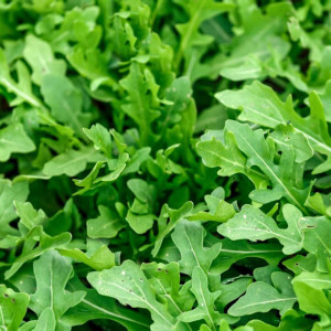 Toraf - nasiona rukola rucola siewna 1g
