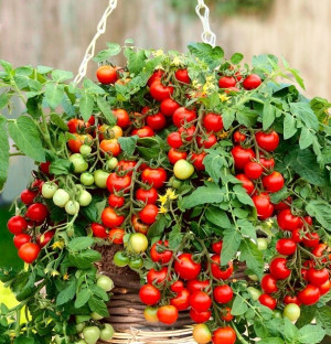 Biopon - nasiona pomidor cherry 0,1g