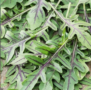 Toraf - nasiona wieloletnia rukola dzika do wielokrotnego zbioru - 1g