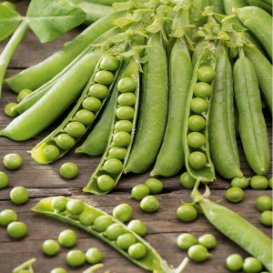 Toraf - nasiona groch siewny 6tygodniowy - 50g