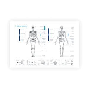 Plakat anatomiczny szkielet człowieka format A2