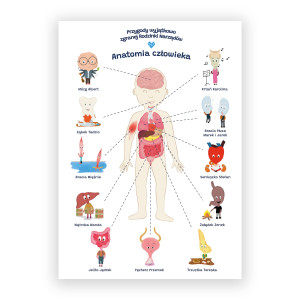 Plakat edukacyjny anatomia człowieka dla dziecka format A2