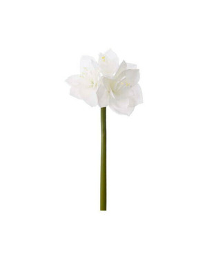 Newport Amaryllis snittblomma vit