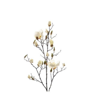 Newport Magnolia snittblomma vit