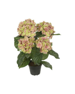 Newport Hortensia krukväxt rosa/grön