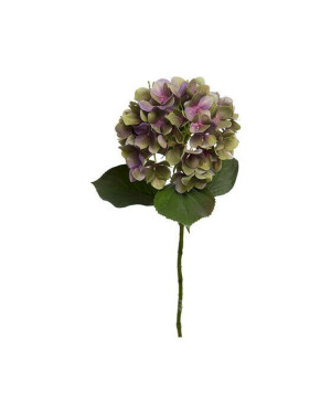 Newport Hortensia snittblomma lila/grön