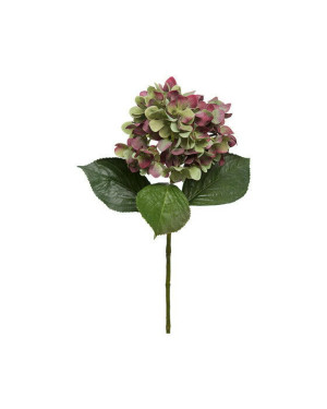 Newport Hortensia snittblomma vinröd/grön