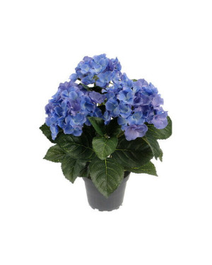 Newport Hortensia krukväxt blå