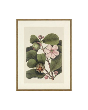 Newport Balsam Tree