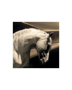 Cobra Arabian Horse
