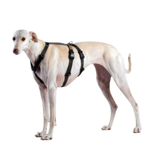 Haqihana Pettorina Doppia H Antifuga per Cani Nero S2H (torace 50-75cm)