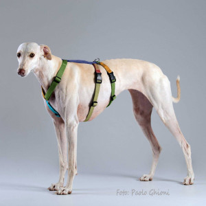 Haqihana Pettorina Doppia H Antifuga per Cani Multicolor M2H (torace 60-90cm)