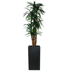 Terasso CubicDracena, 1800 mm i Terasso cubik