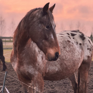 Nauka Jazdy Konnej | Białystok (Hryniewicze Duże) | Prezent | Voucher | Karta podarunkowa | Bon | Cena