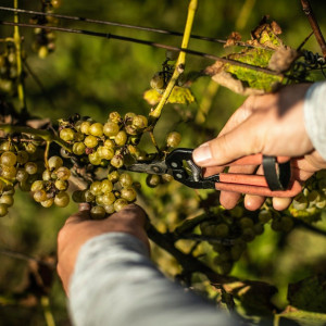 Degustacja wina dla dwojga | Kielce (Zbrodzice) | Winnica Zbrodzice | 2 wina | Prezent | Voucher | Karta podarunkowa | Bon | Cena