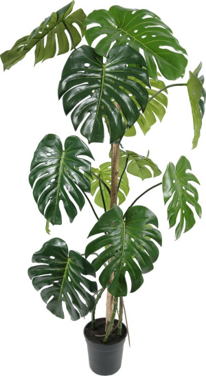 Götessons Monstera, H150 Cm