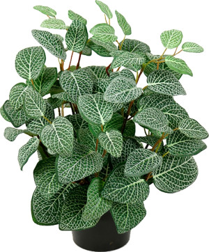 Götessons Fittonia, H34 Cm
