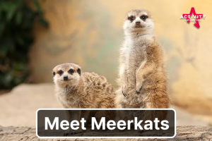 Meet the Meerkats Experience for Two | Feed and Interact with Real Meerkats | Explore the Animal Center In An Unforgettable Day | 3 Locations UK Wide