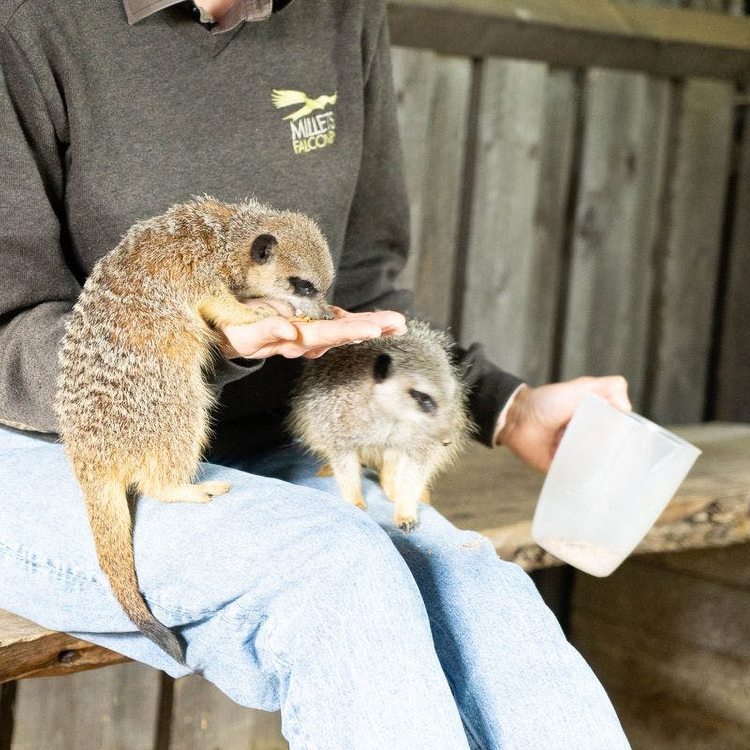 Millets Wildside Meet and Feed the Meerkats for Two | Furry | Virgin Experience Days / Voucher Gift