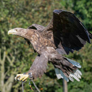 Visit to Eagle Heights Wildlife Foundation with Afternoon Tea for Two | Virgin Experience Days / Voucher Gift