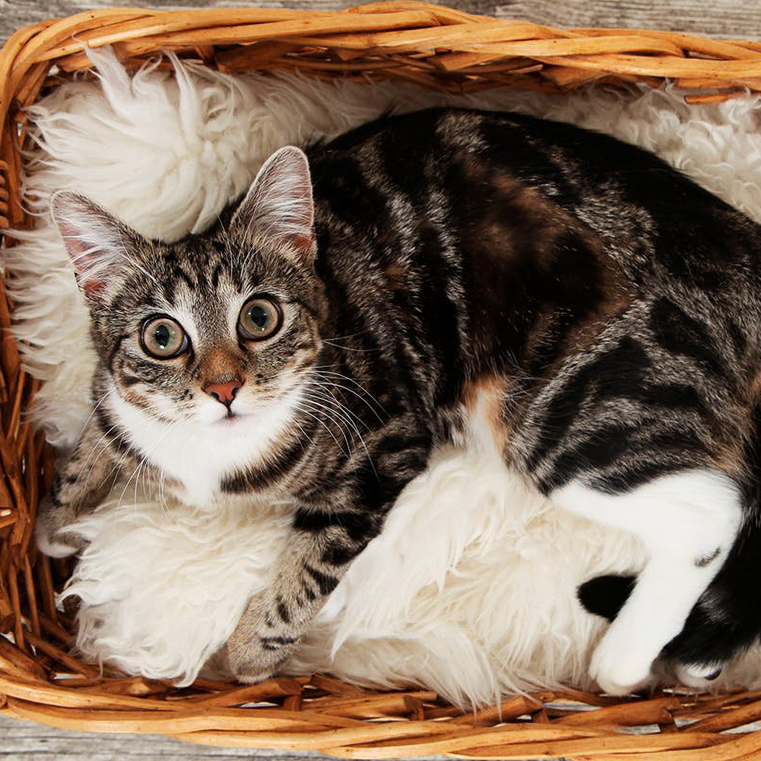 Pet Photoshoot | Photography | Virgin Experience Days / Voucher Gift