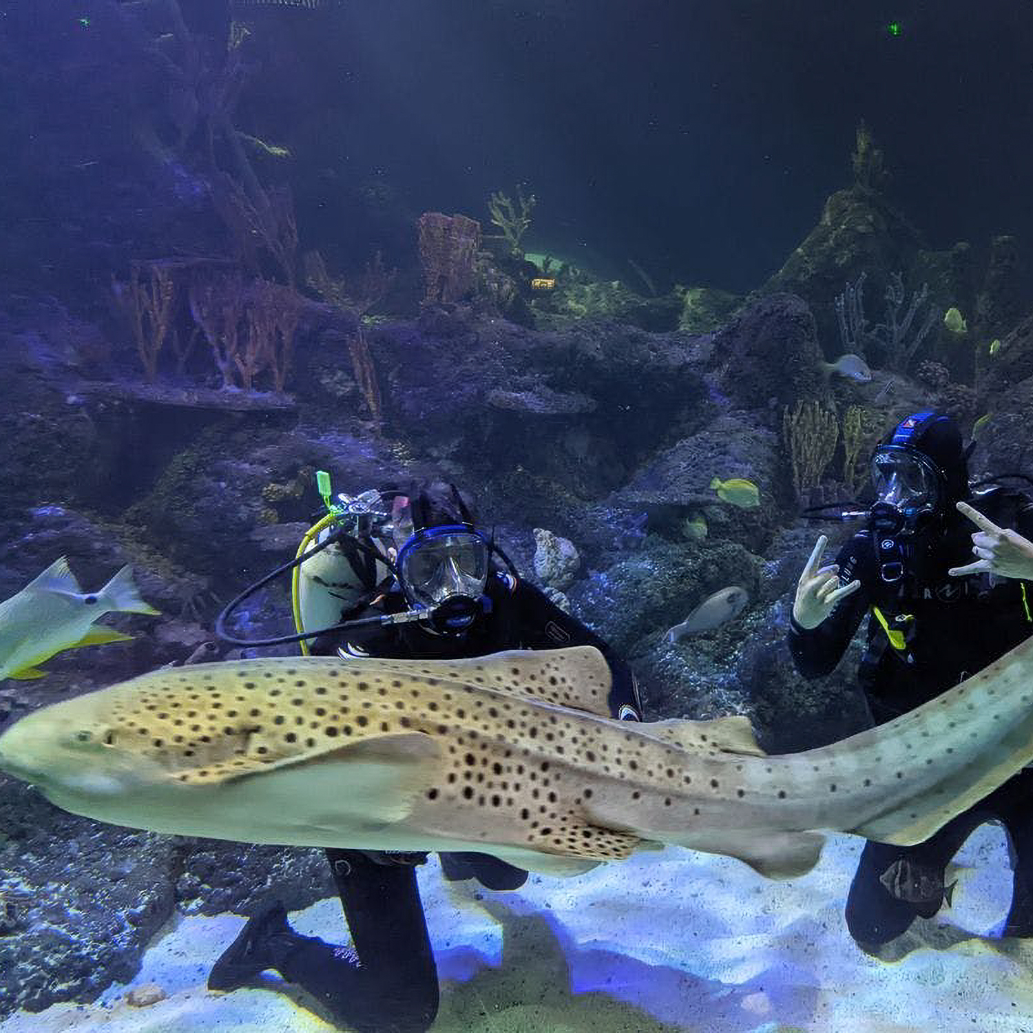 Weekday Dive At Skegness Aquarium With An Experienced Instructor - Virgin Experience Days Gift Card Pack | Sealife | Virgin Experience Days / Voucher Gift