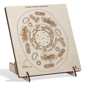 Puzzle drewniane Budowa komórki zwierzęcej W nogi