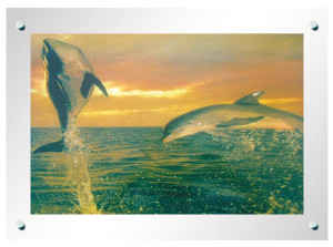 Laufbild Delfin mit Deko-Effekt und Spiegel-Glas