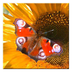 Schmetterlingsbild mit vier LEDs