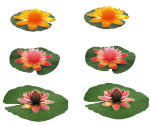 6 elegante Wasserlilien in verschiedenen Farben