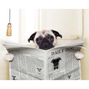 Deko-Panel, Newspaper dog Motiv, 50x50 cm