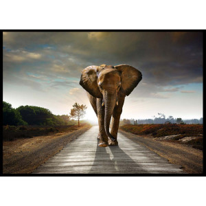 Gerahmtes Bild, Motiv elephant, L 140 cm