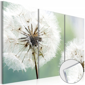 Tablou pe sticlă acrilică - Fluffy Dandelions [Glass]