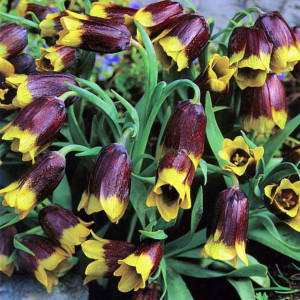 Fritillaria Szachownica Michajłowskiego 5 szt.