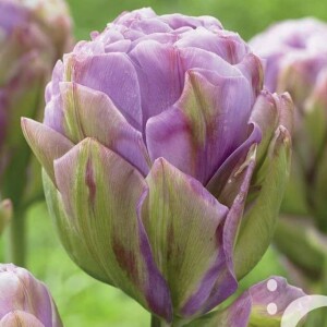 Tulipan pełny Violet Prana 5 szt.