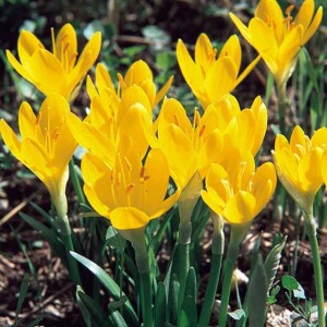 Colchicum Sternbergia Zimowit żółty 1 szt.