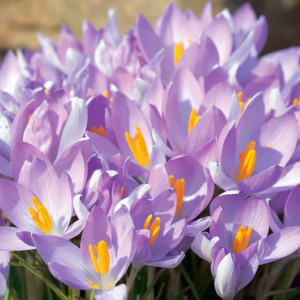 Krokus wiosenny Queen of the Blues 10 szt.